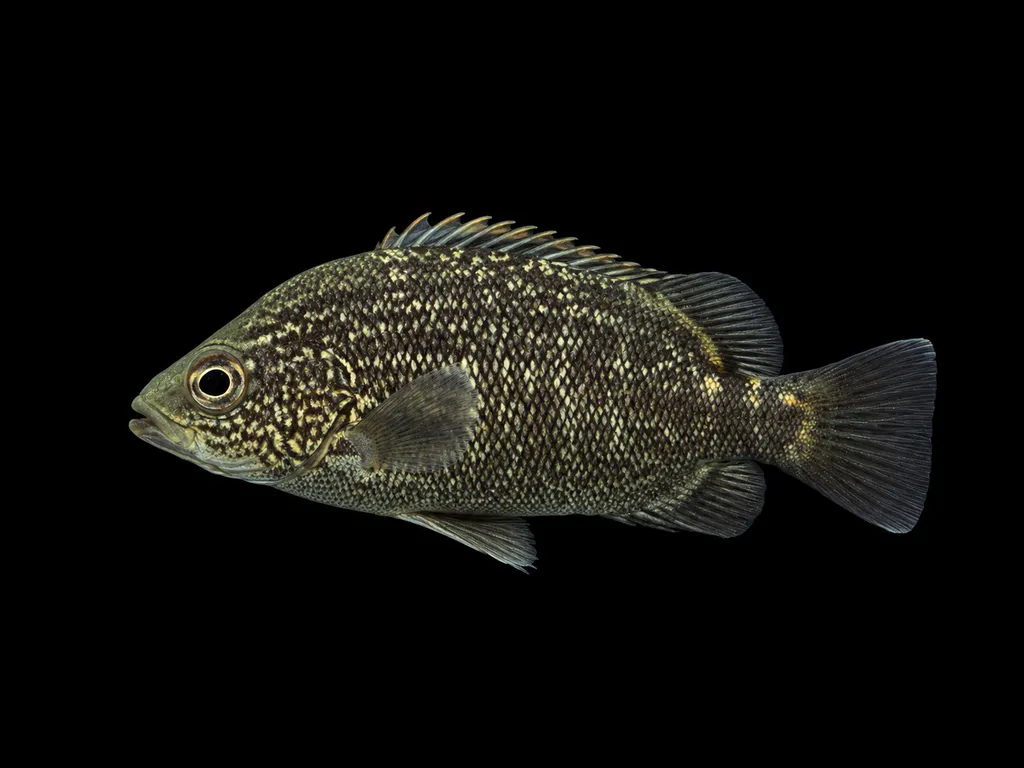 Coal grunter (Hephaestus carbo)