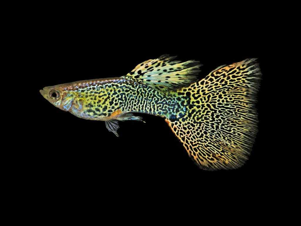 Cobra guppy (Poecilia reticulata)