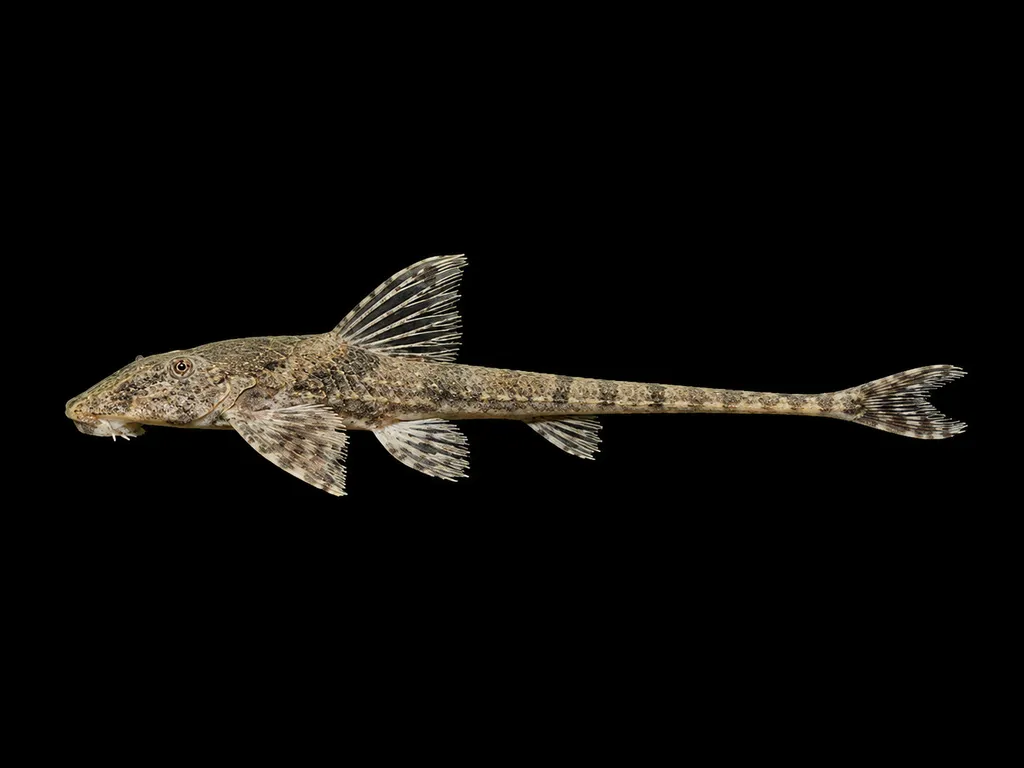 Common whiptail (Rineloricaria parva)