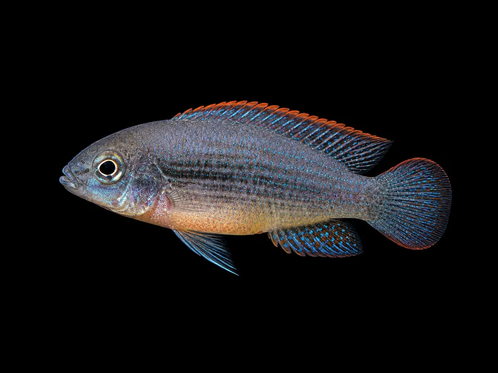 Congo blue cichlid (Nanochromis nudiceps)