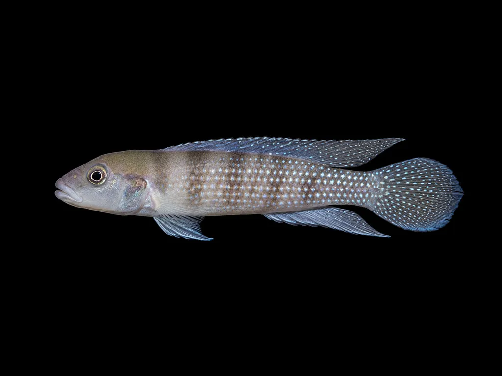 Congo lamprologus (Lamprologus congoensis)