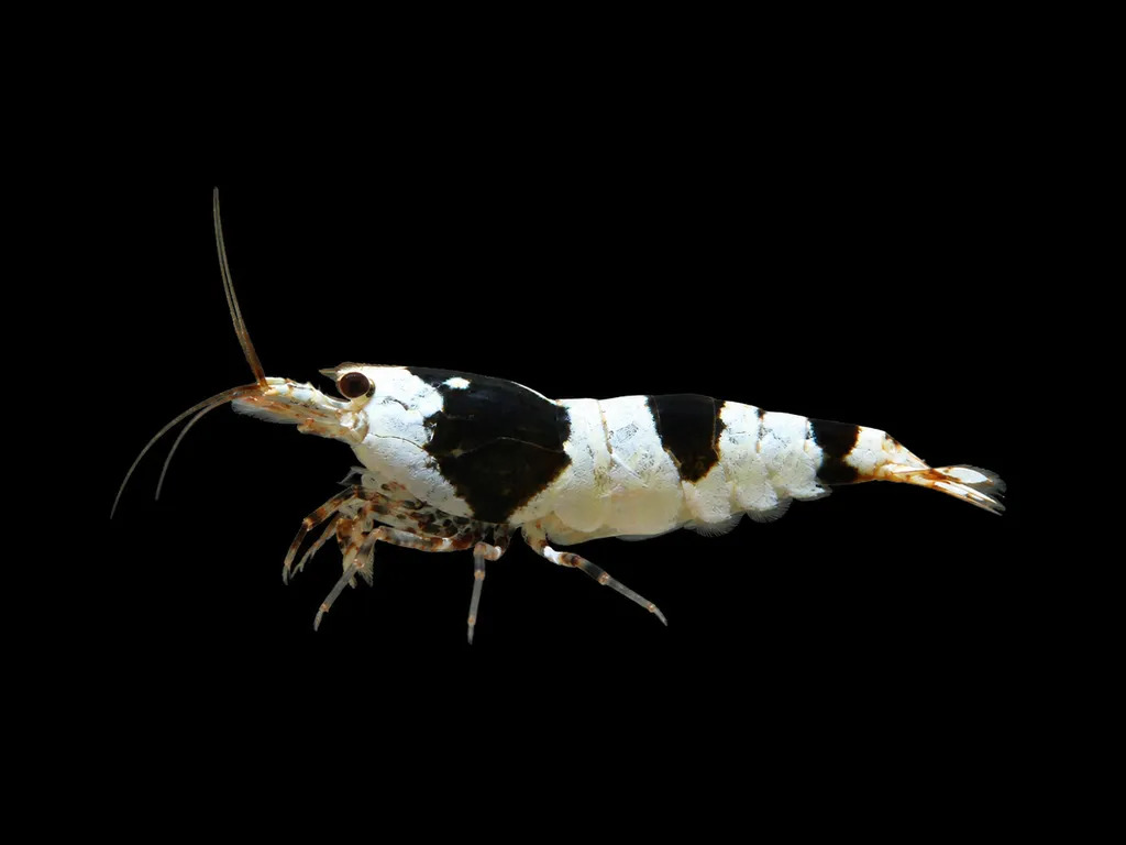 Crystal black shrimp (Caridina logemanni)