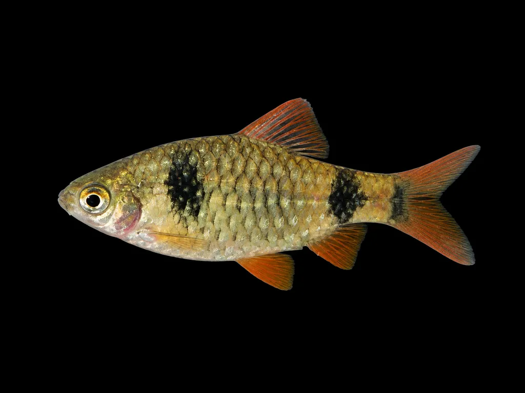 Cuming's barb (Pethia cumingii)