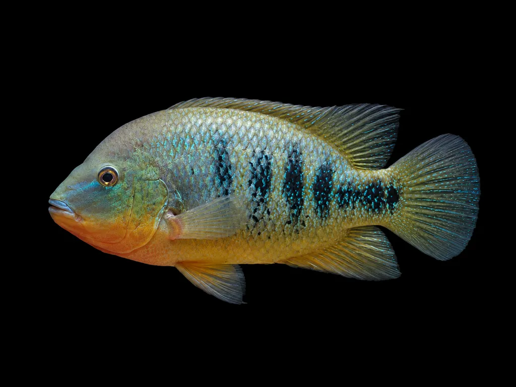 Curve-bar cichlid (Herichthys labridens)
