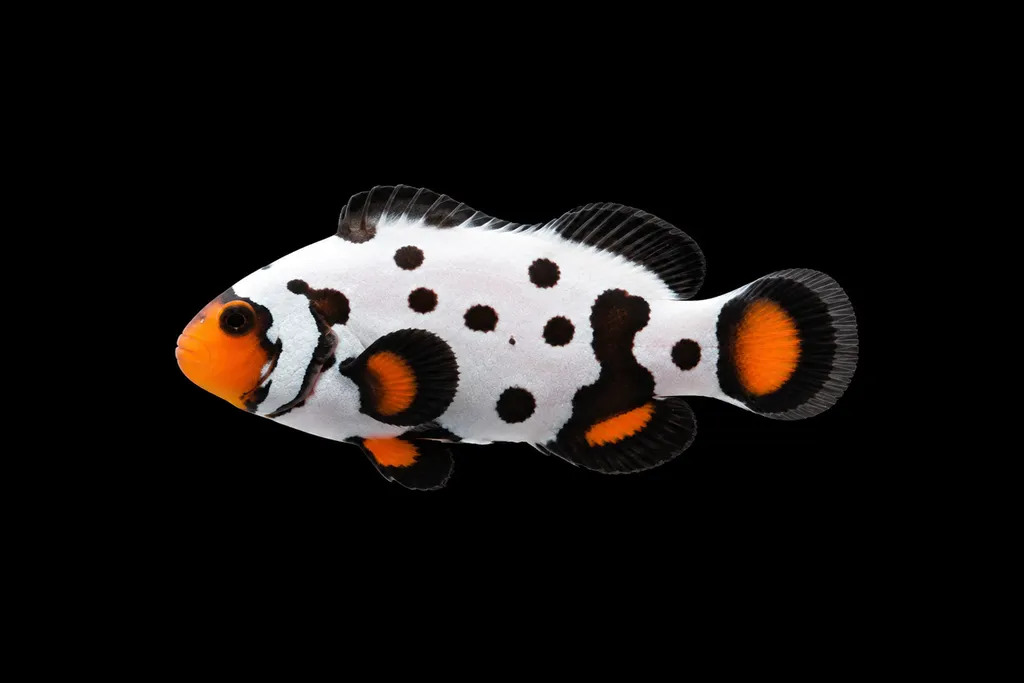 Dalmatian clownfish (Amphiprion ocellaris)