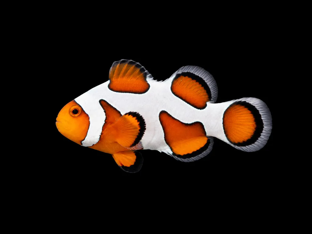 DaVinci clownfish (Amphiprion ocellaris)