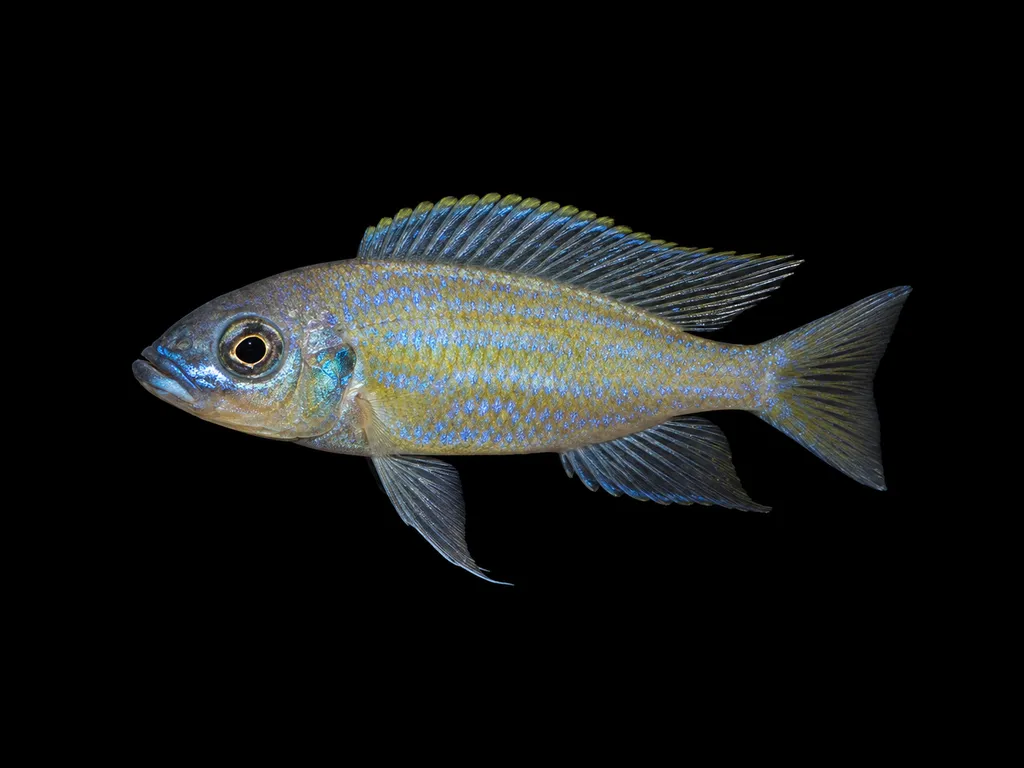 De Windt's cichlid (Aulonocranus dewindti)