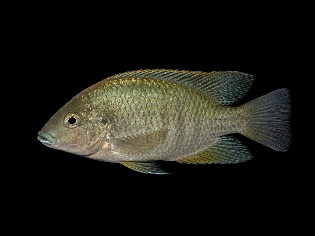 Deepwater coptodon (Coptodon bythobates)