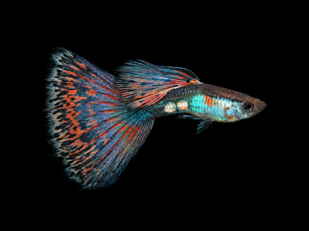 Delta guppy (Poecilia reticulata)