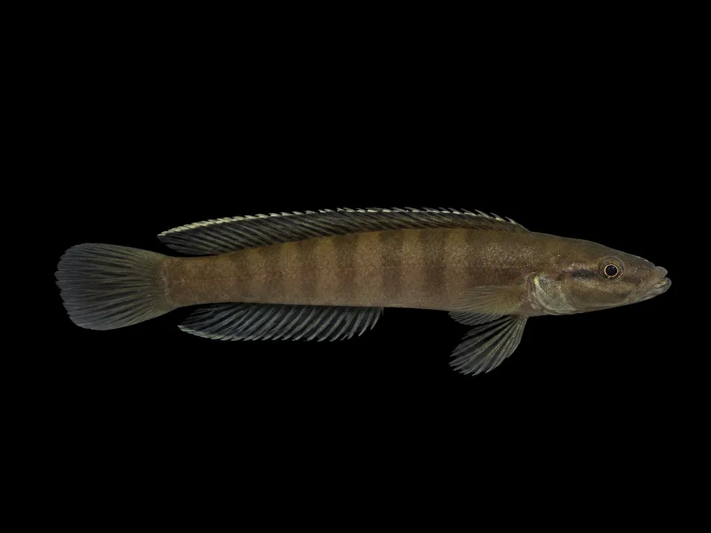 Depressa teleogramma (Teleogramma depressa)