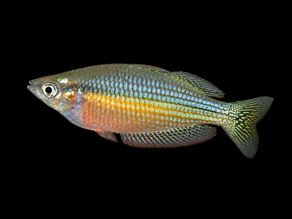 Desert rainbowfish (Melanotaenia splendida tatei)