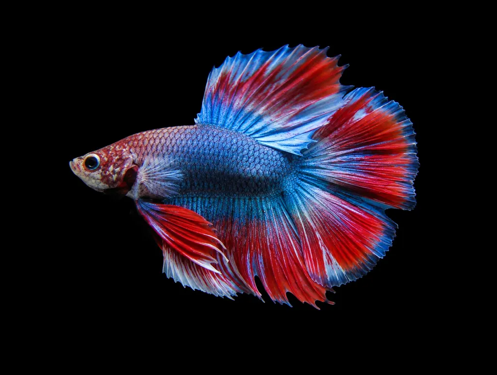 Doubletail betta (Betta splendens)