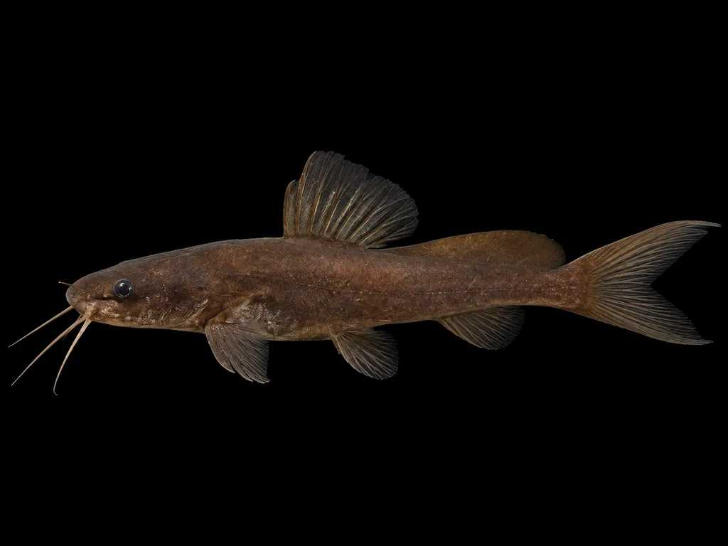 Dragon bagrid catfish (Hemibagrus olyroides)