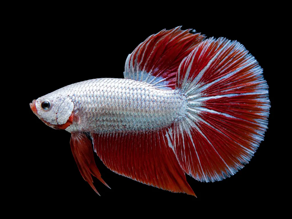 Dragon scale betta (Betta splendens)