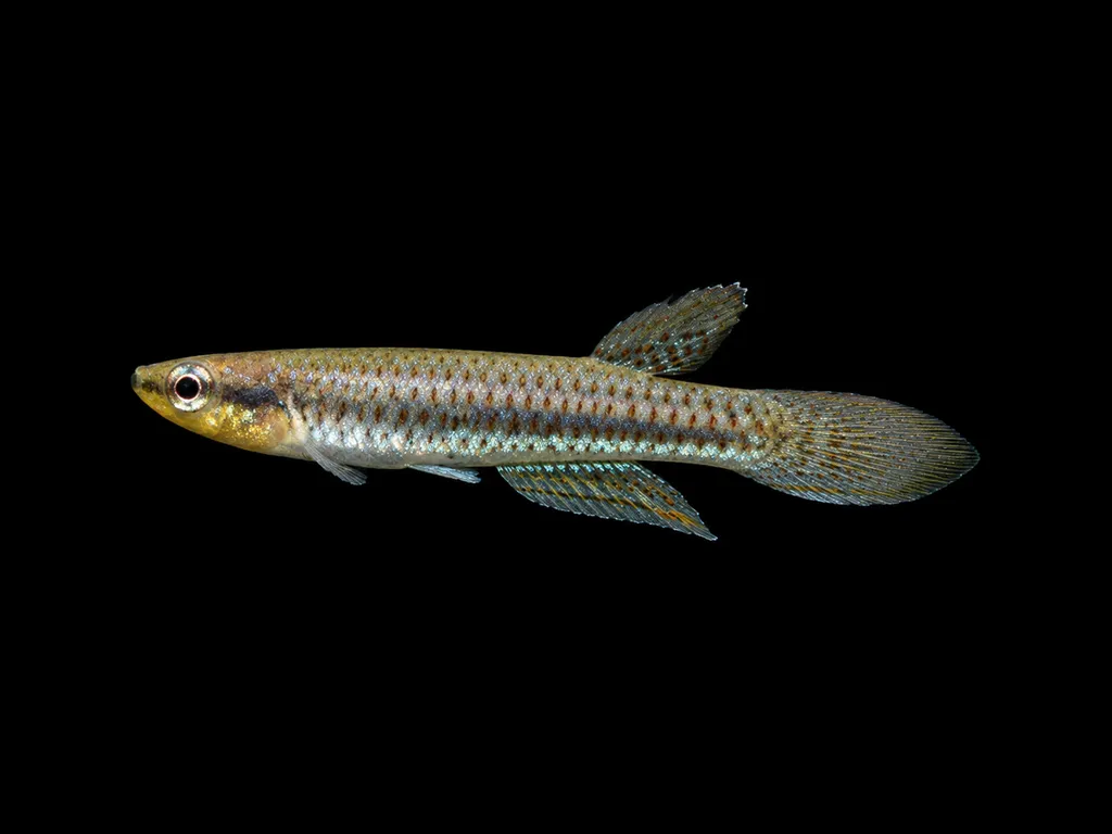 Dubois' panchax (Epiplatys duboisi)
