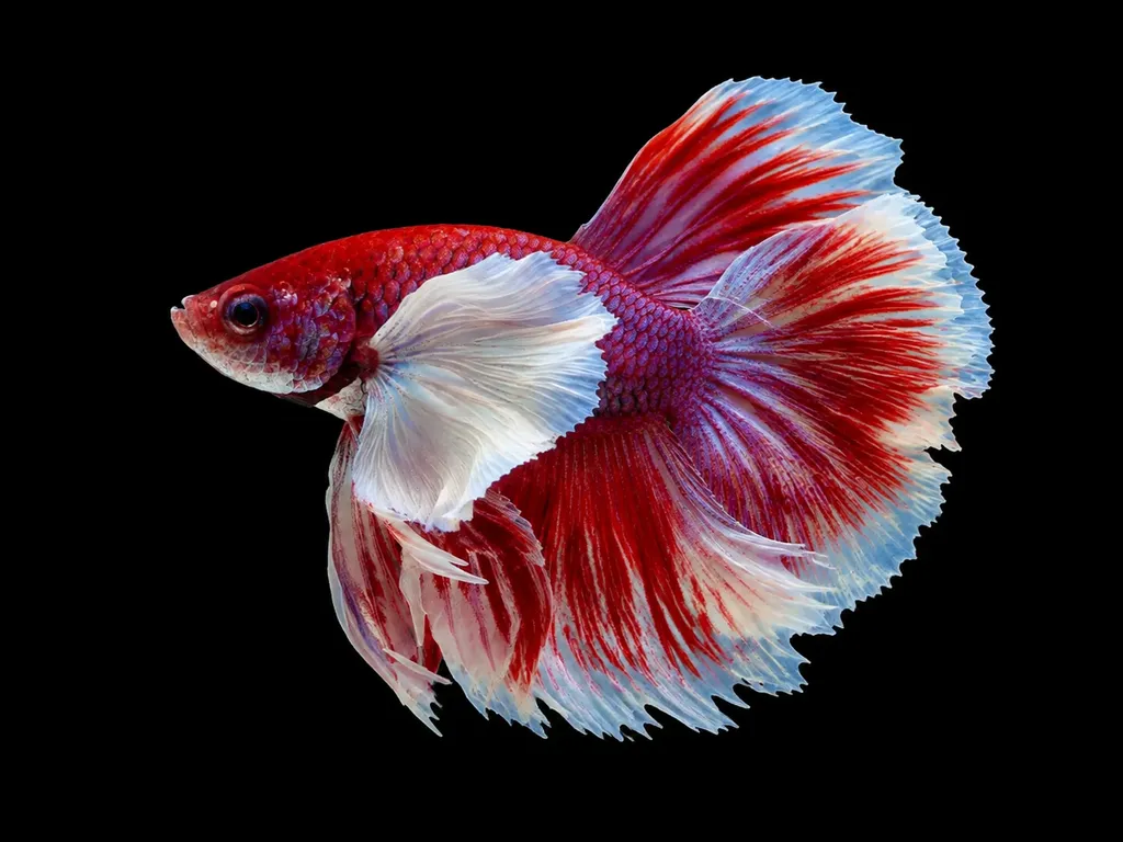 Dumbo betta (Betta splendens)