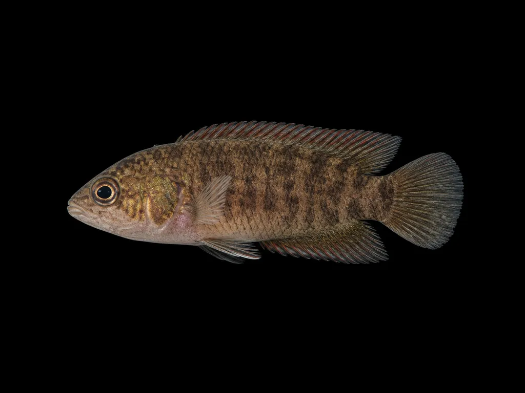 Dwarf bushfish (Microctenopoma nanum)