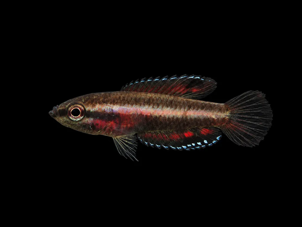 Dwarf licorice gourami (Parosphromenus parvulus)