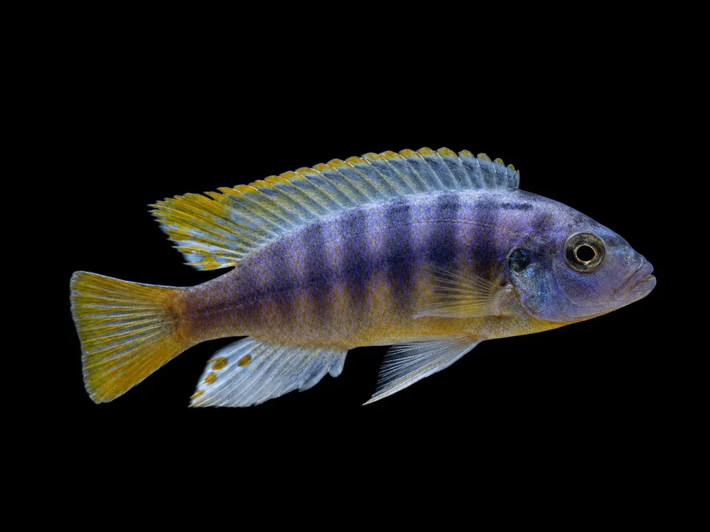 Dwarf petrotilapia (Petrotilapia microgalana)
