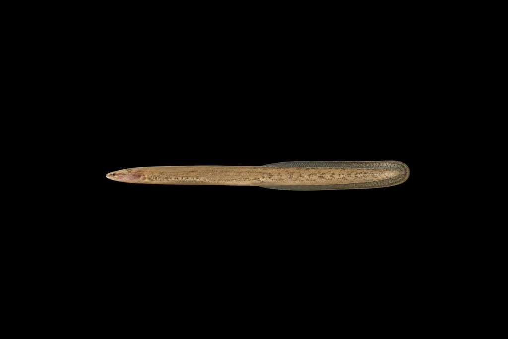 Dwarf spineless eel (Garo khajuriai)