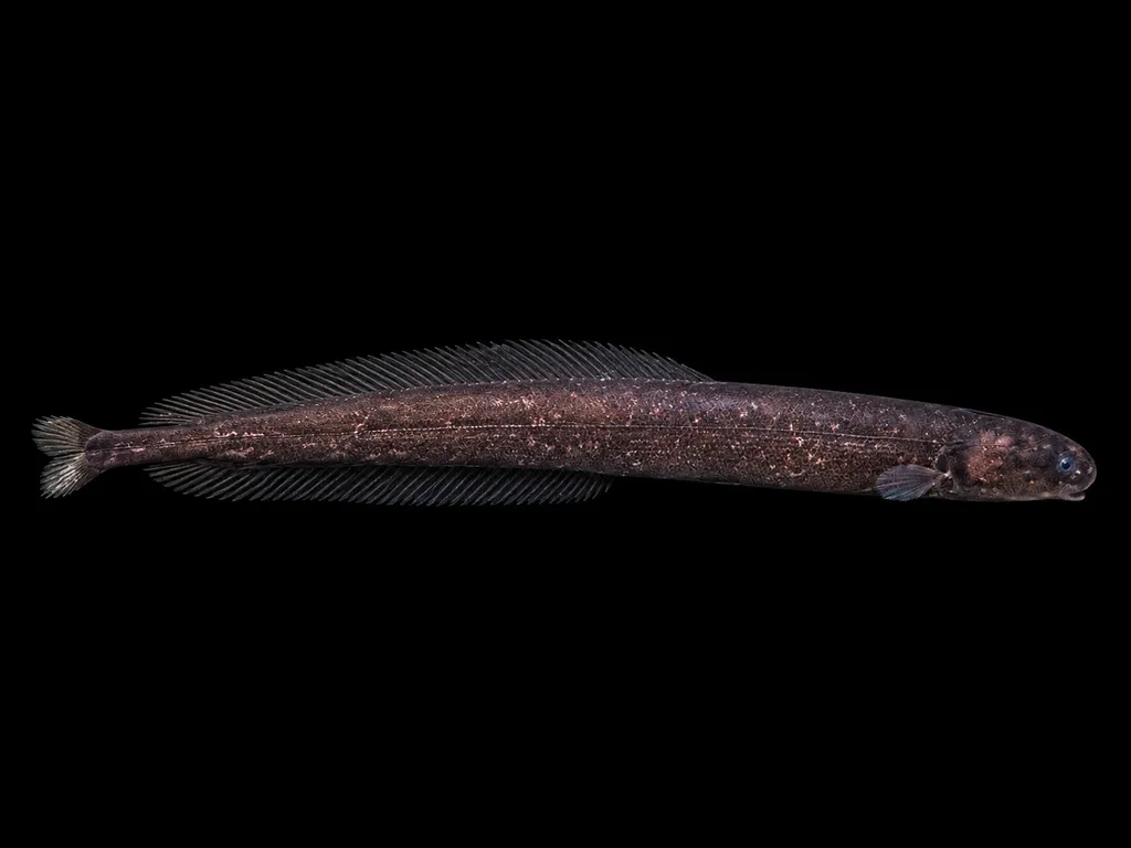 Eel mormyrid (Isichthys henryi)