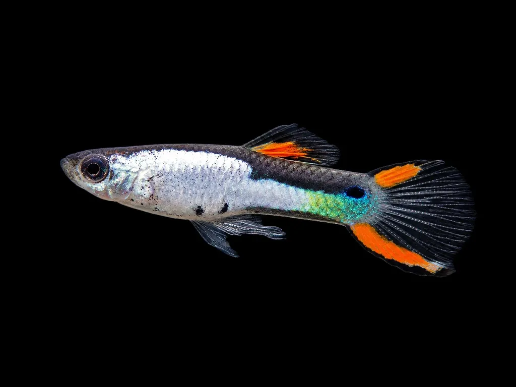 El Silverado endler (Poecilia wingei)