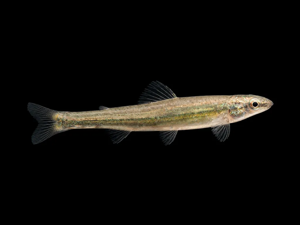 Elegant darter characin (Ammocryptocharax elegans)