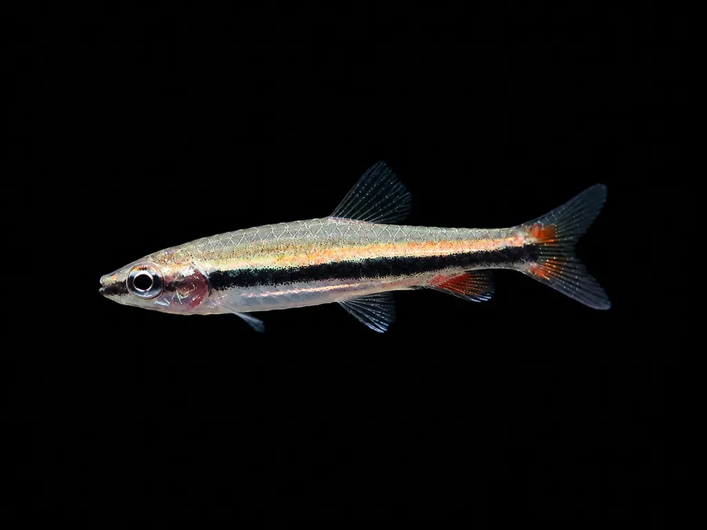 Elegant pencilfish (Nannostomus limatus)