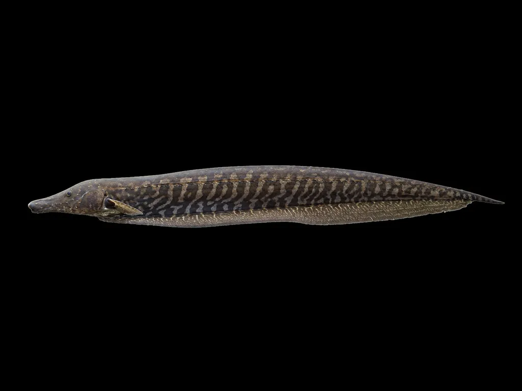 Elephant knifefish (Rhamphichthys rostratus)