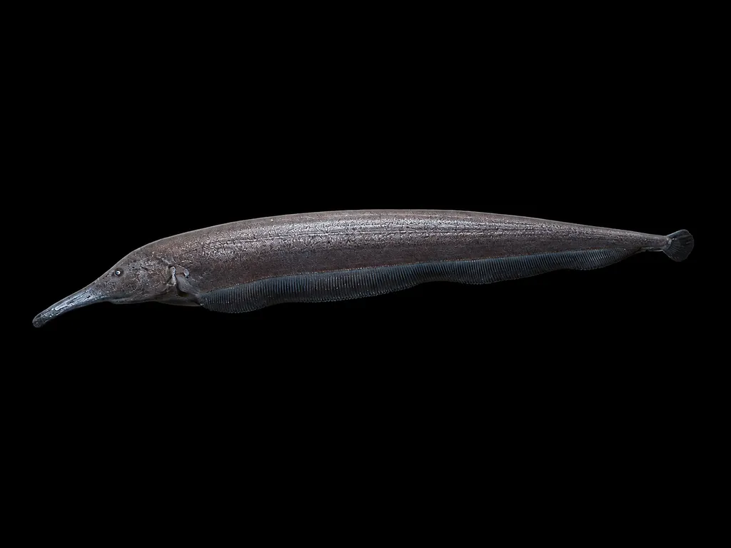 Elephant-nose knifefish (Sternarchorhynchus oxyrhynchus)