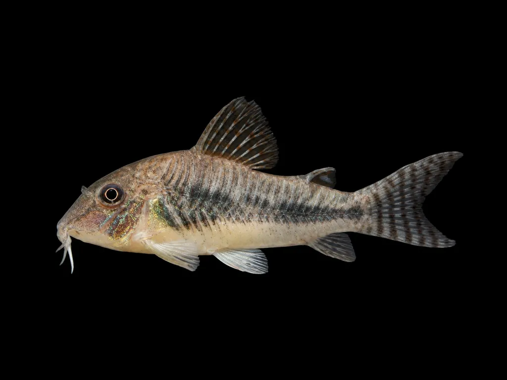 Ellis's cory (Corydoras ellisae)