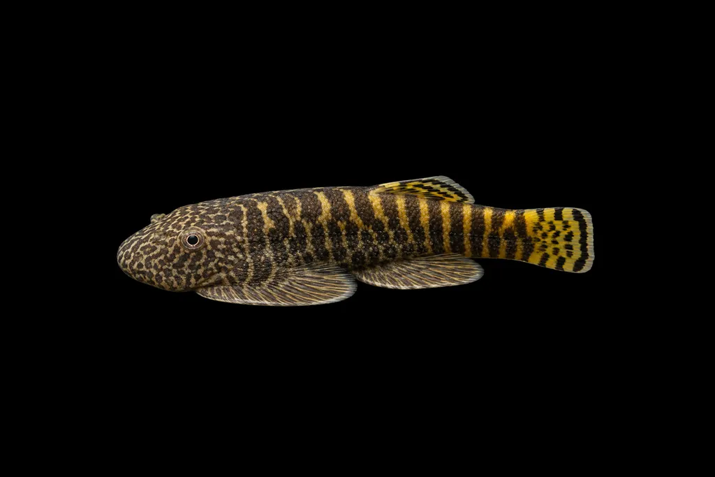 Embaloh Borneo sucker (Gastromyzon embalohensis)