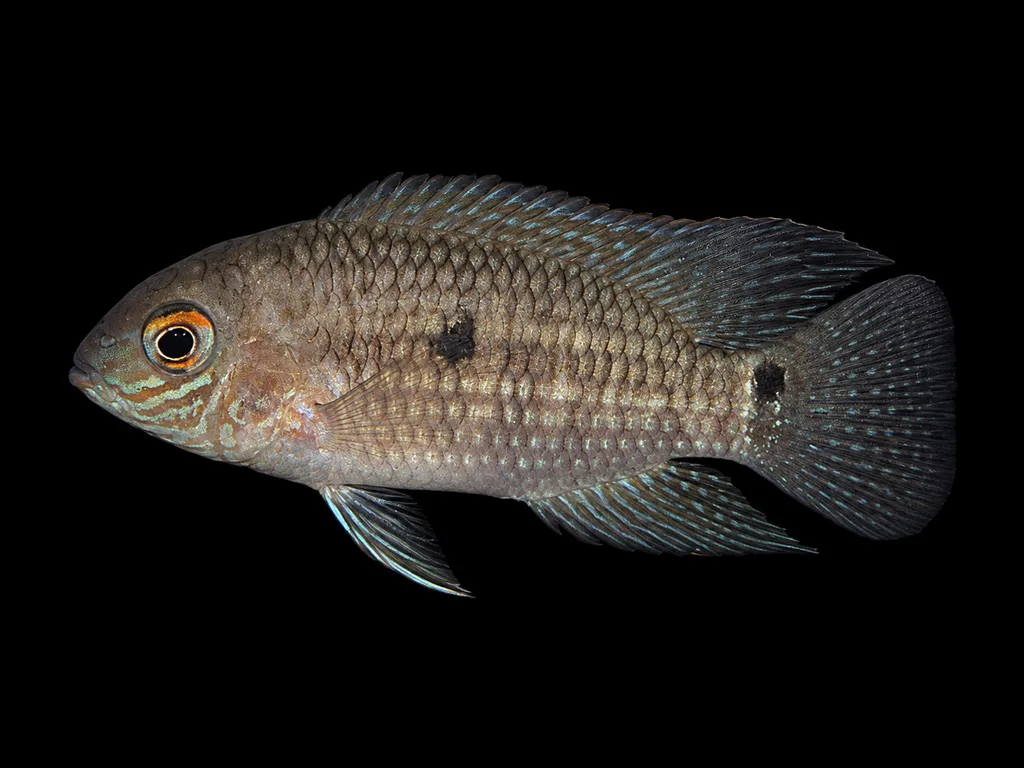 Epae acara (Aequidens epae)