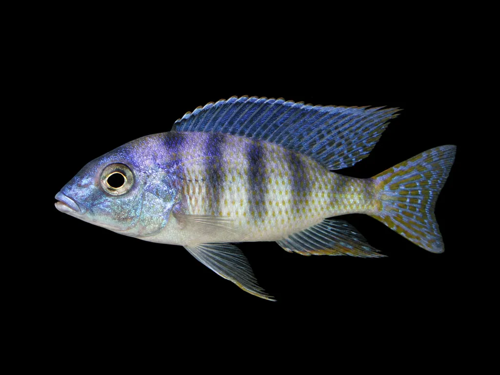Ericotaenia hap (Mylochromis ericotaenia)