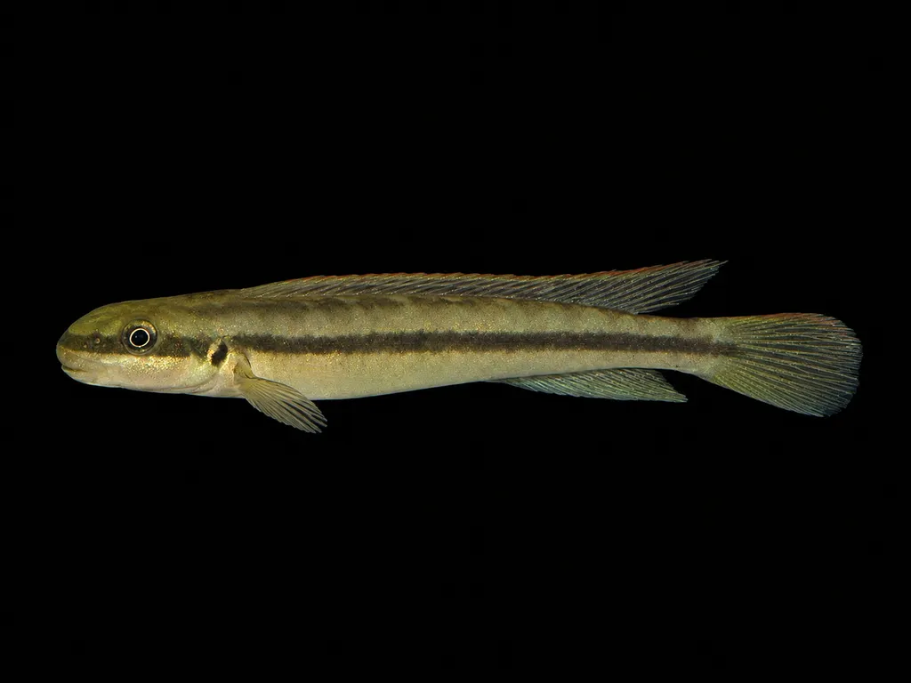 Ethelwynn's goby cichlid (Gobiocichla ethelwynnae)