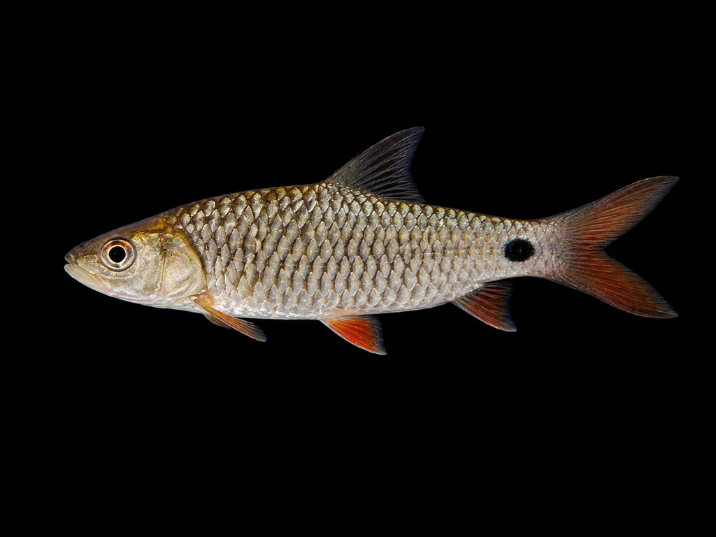 Eyespot hampala barb (Hampala dispar)