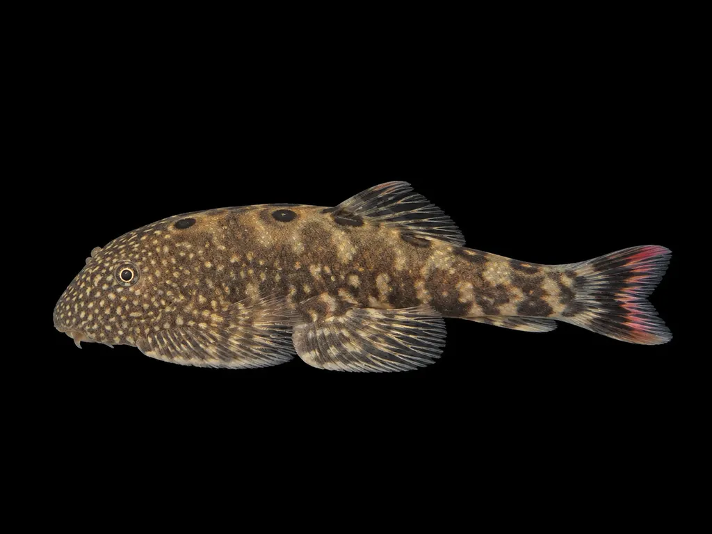 Eyespotted Borneo sucker (Gastromyzon ocellatus)