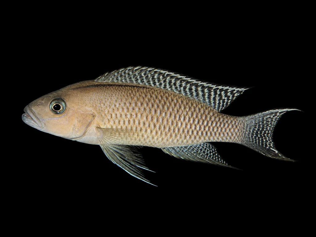 Falcicula cichlid (Neolamprologus falcicula)