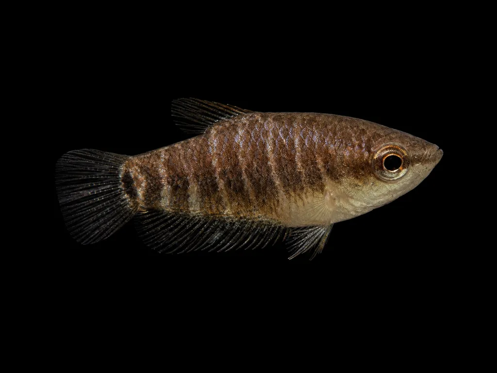 False chocolate gourami (Parasphaerichthys lineatus)
