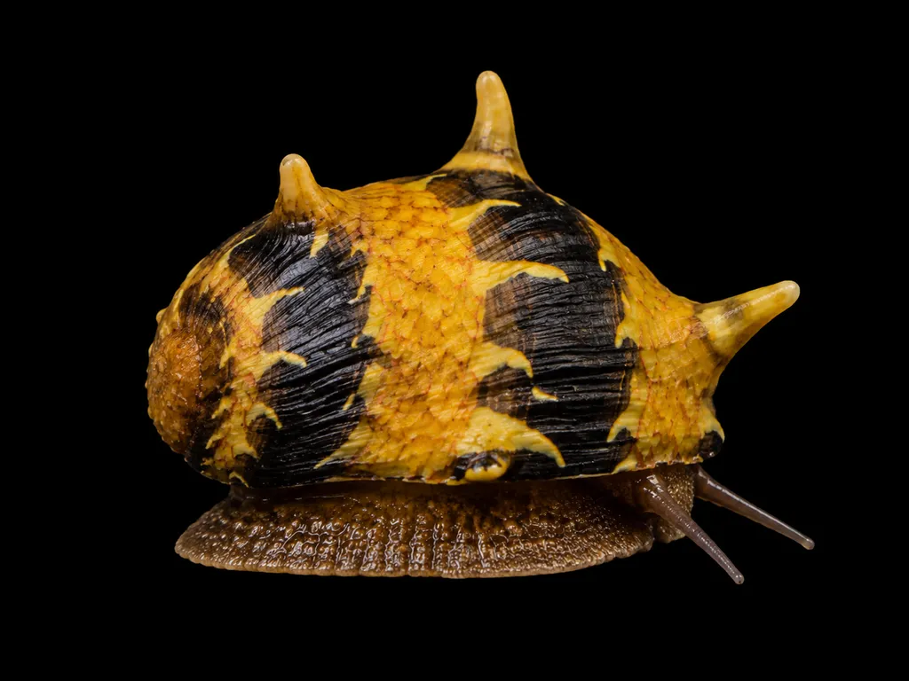 Fancy antler snail (Clithon sowerianum)