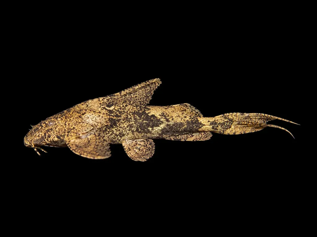 Filament moth catfish (Hara filamentosa)