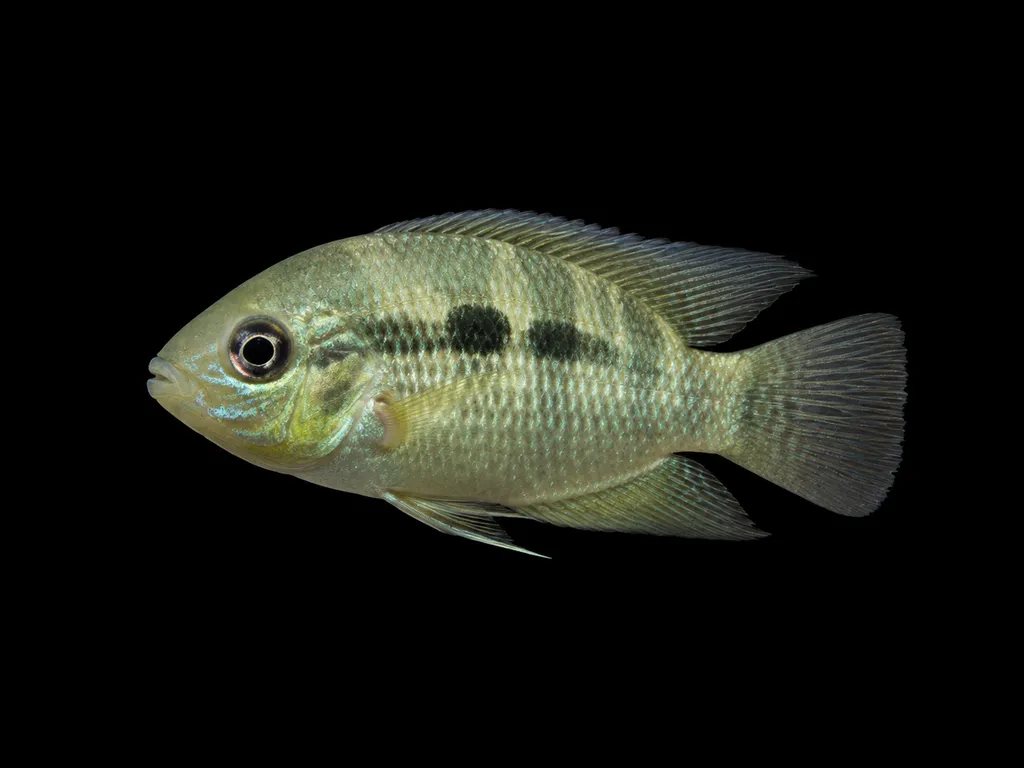 Filter-feeding cichlid (Chaetobranchopsis orbicularis)