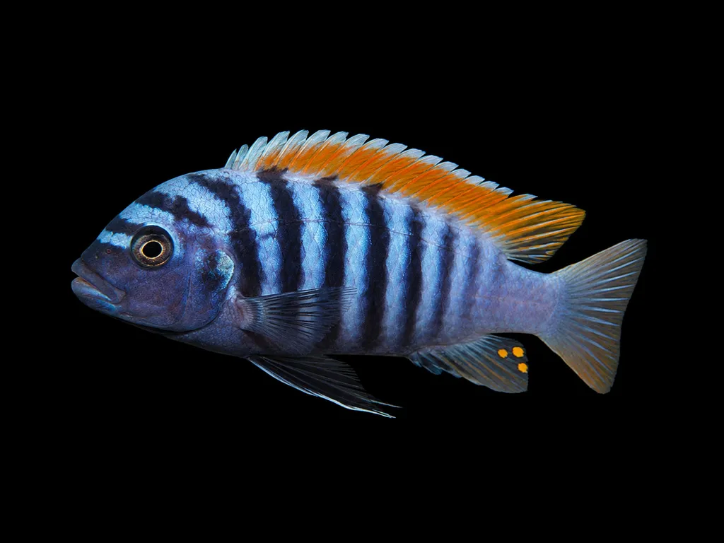 Fireback zebra (Maylandia pyrsonotos)