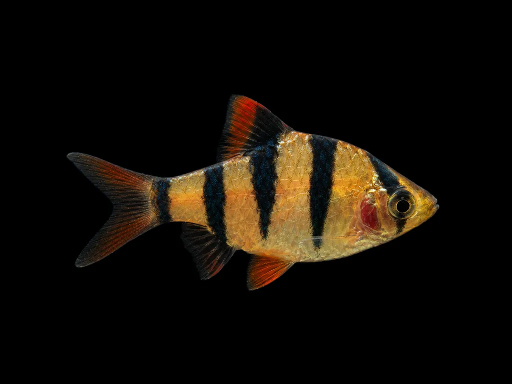 Fiveband tiger barb (Puntigrus partipentazona)