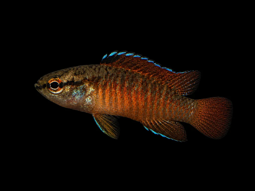 Flame jewel badis (Dario kajal)