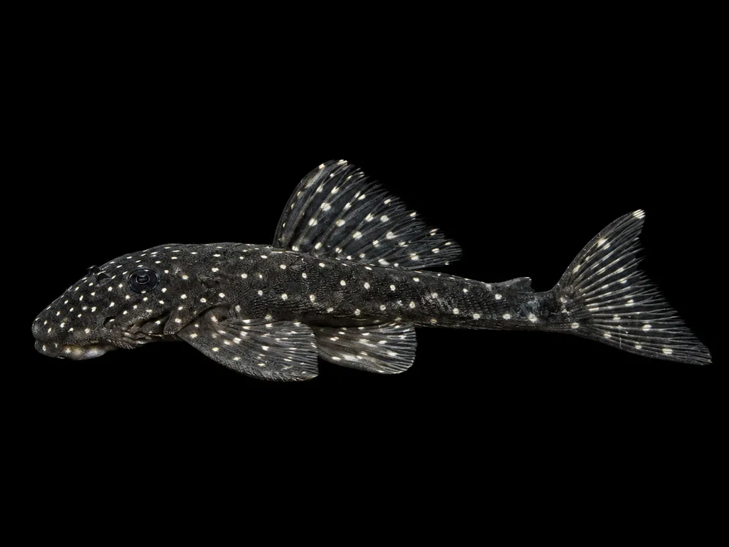 Flat flyer pleco (Pseudolithoxus anthrax)