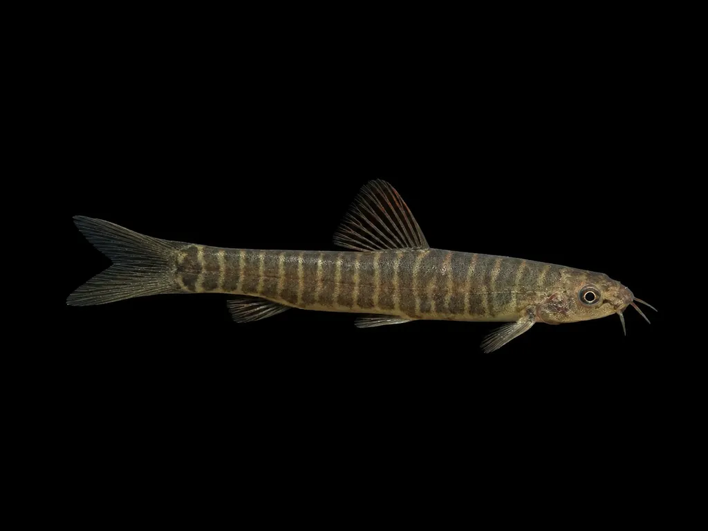 Flathead loach (Nemacheilus platiceps)