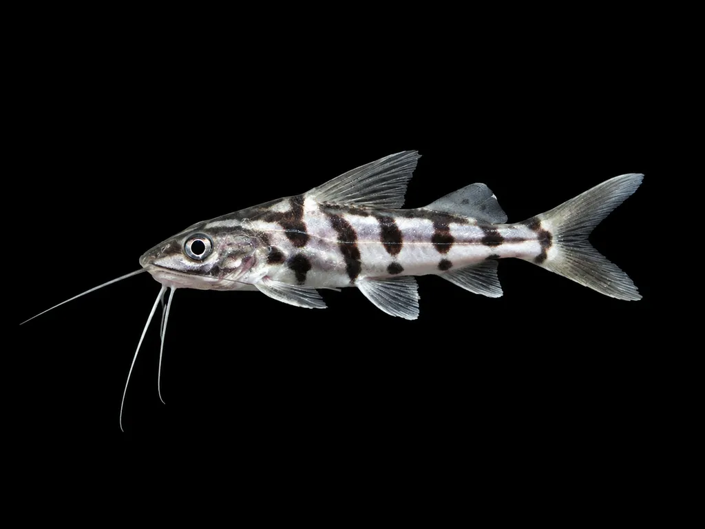 Four-line pimelodus (Pimelodus albofasciatus)