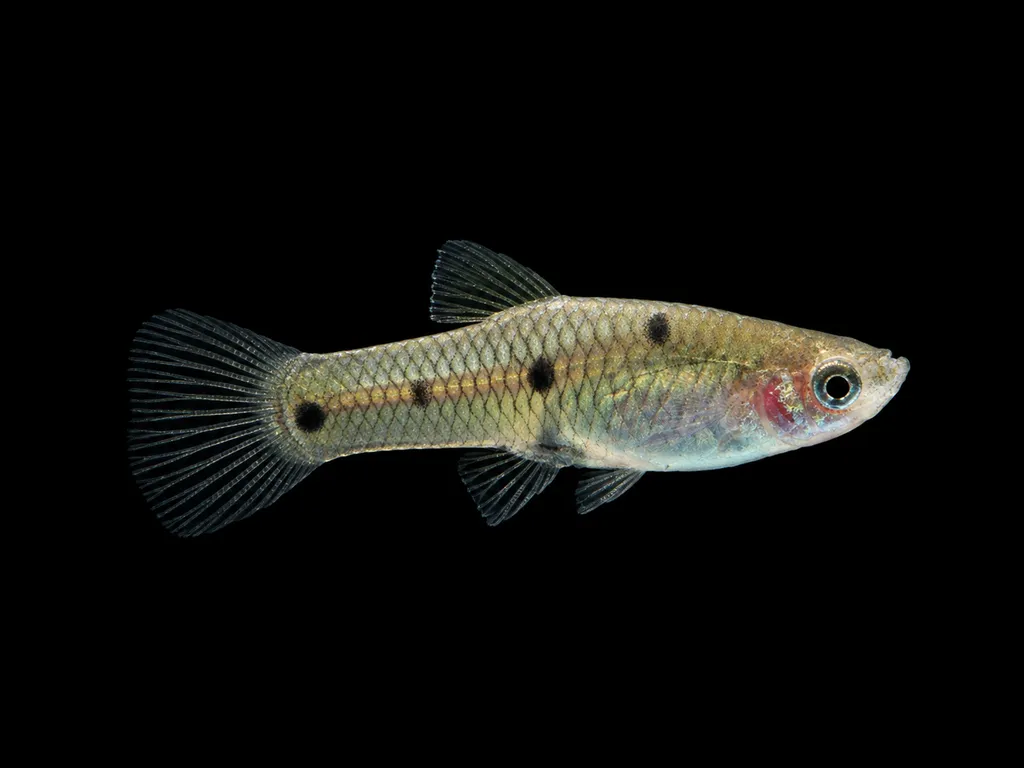 Fourspotted toothcarp (Phallichthys quadripunctatus)