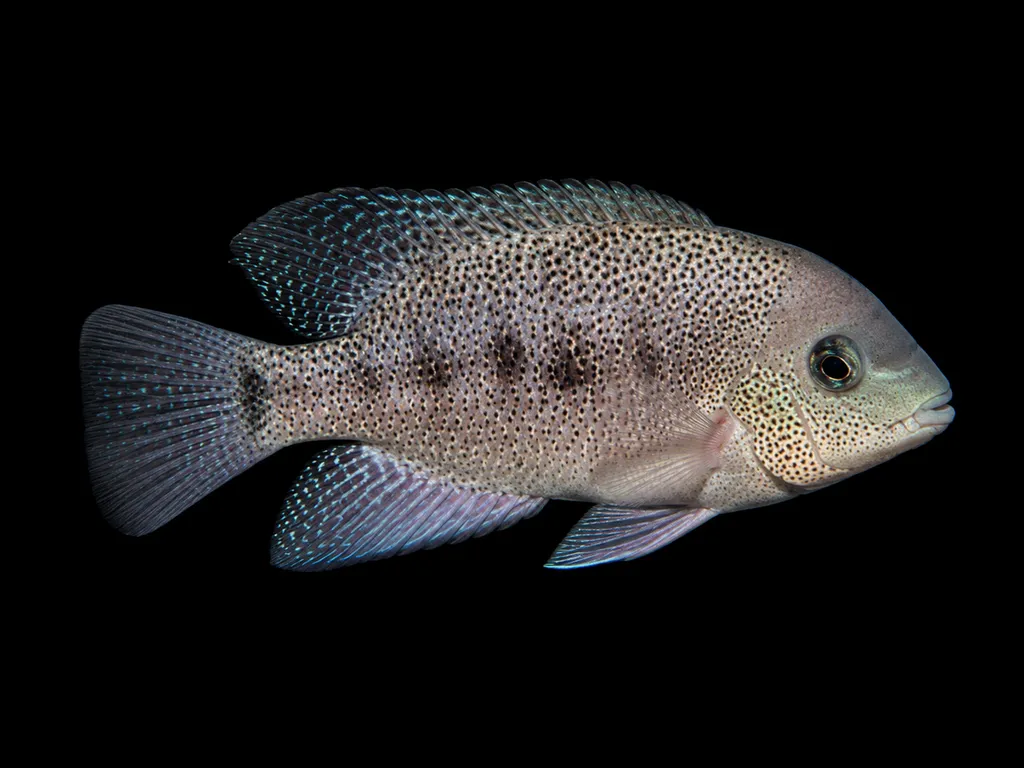 Freckled rheoheros (Rheoheros lentiginosus)